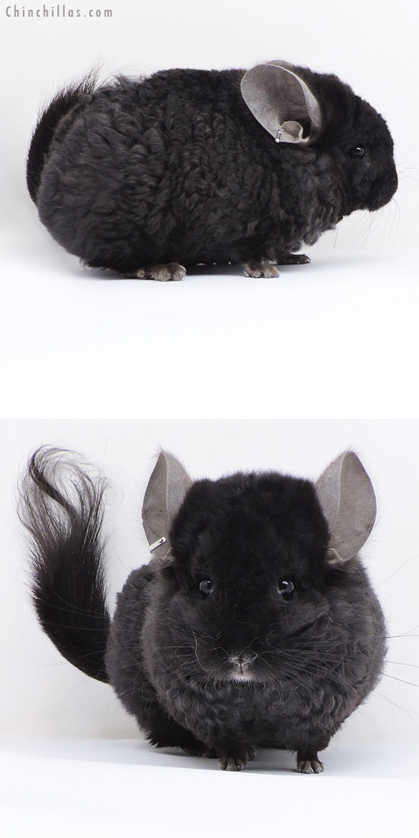 18062 Exceptional Ebony  Royal Imperial Angora Male Chinchilla