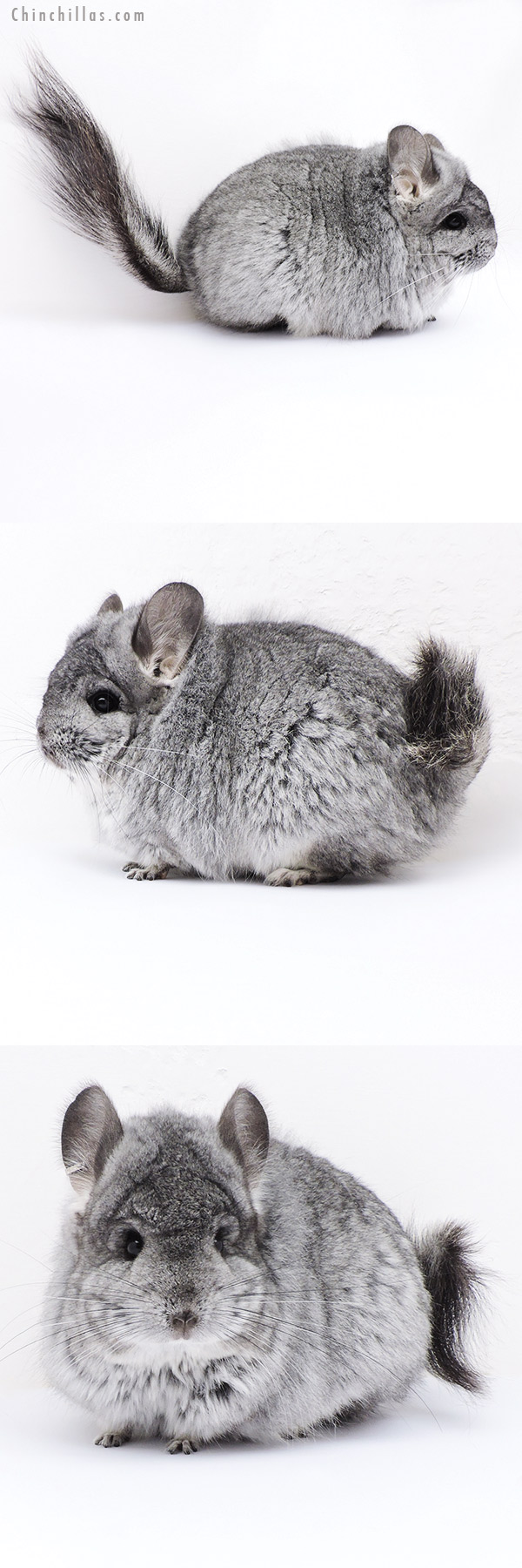 18095 Large Blocky Standard  Royal Persian Angora Female Chinchilla