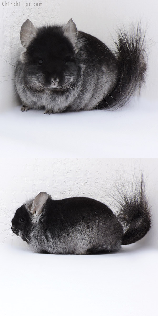 18085 Black Velvet  Royal Persian Angora ( Ebony & Locken Carrier ) Male Chinchilla