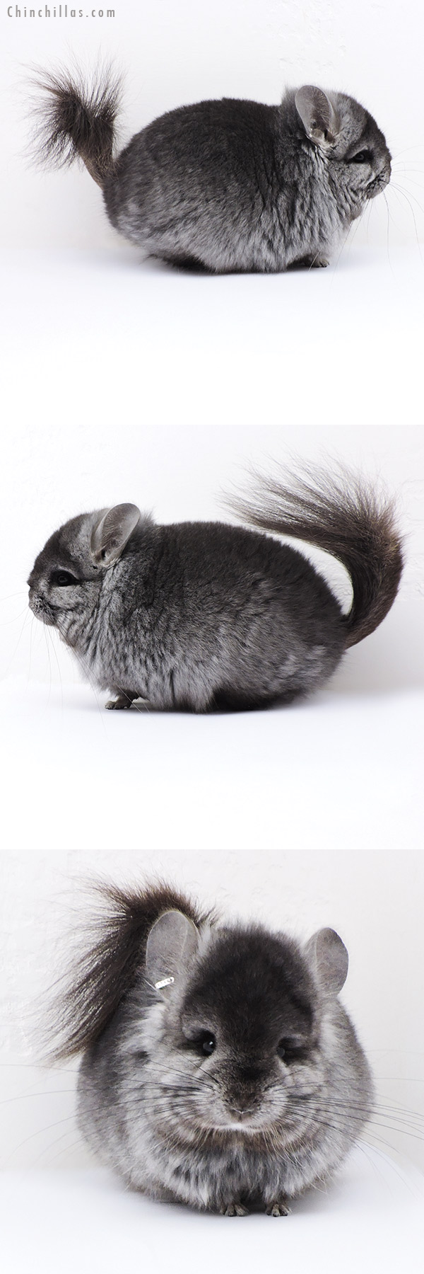 Chinchilla or related item offered for sale or export on Chinchillas.com - 18079 Ebony Brevi Type  Royal Persian Angora ( Locken Carrier ) Male Chinchilla