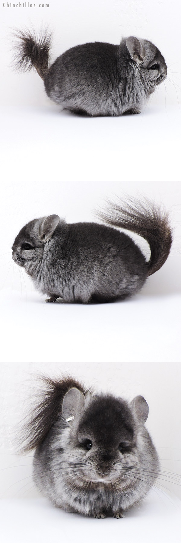 18079 Ebony Brevi Type  Royal Persian Angora ( Locken Carrier ) Male Chinchilla