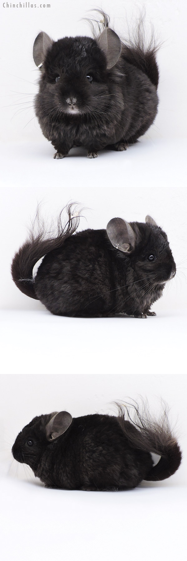 18067 Ebony  Royal Imperial Angora Male Chinchilla