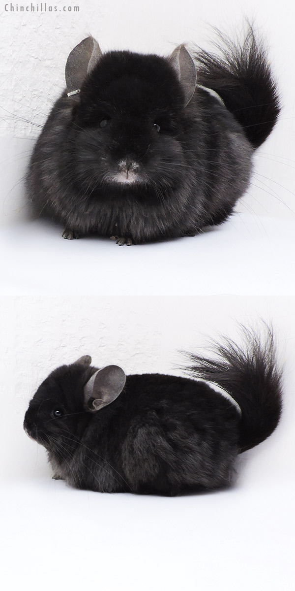 18089 Exceptional Ebony G2  Royal Persian Angora ( Locken Carrier ) Female Chinchilla