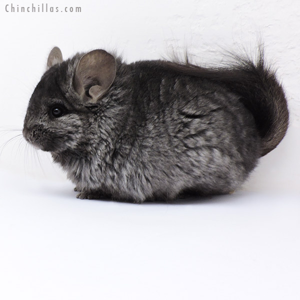 18087 Ebony  Royal Persian Angora ( Locken Carrier ) Female Chinchilla