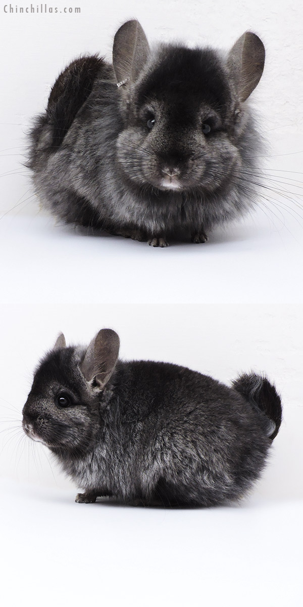 Chinchilla or related item offered for sale or export on Chinchillas.com - 18090 Ebony  Royal Persian Angora ( Locken Carrier ) Female Chinchilla
