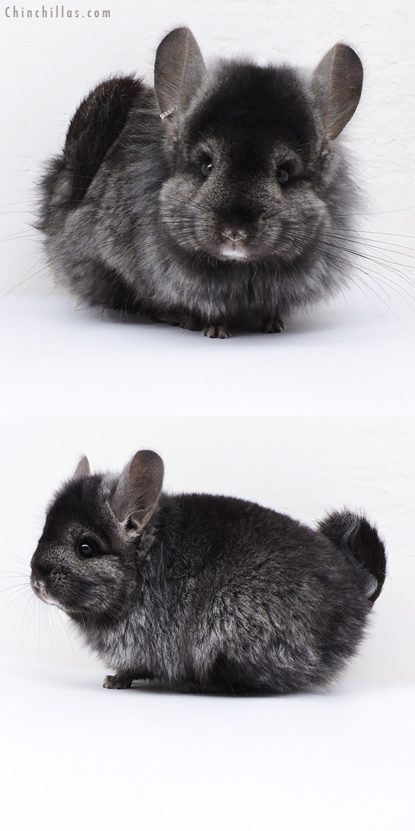 18090 Ebony  Royal Persian Angora ( Locken Carrier ) Female Chinchilla