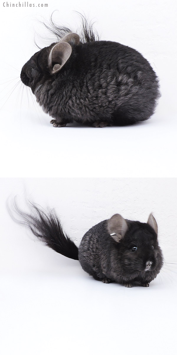 18072 Ebony  Royal Imperial Angora Male Chinchilla