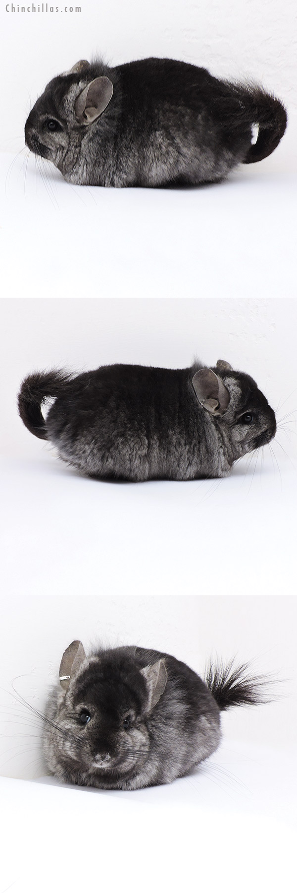 18096 Blocky Ebony  Royal Persian Angora ( Locken Carrier ) Female Chinchilla with Lion Mane