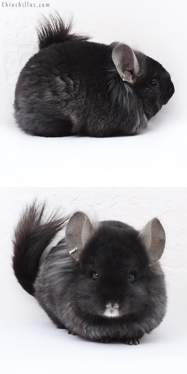 Chinchilla or related item offered for sale or export on Chinchillas.com - 18074 Ebony  Royal Persian Angora ( Locken Carrier ) Male Chinchilla with Ear Tufts