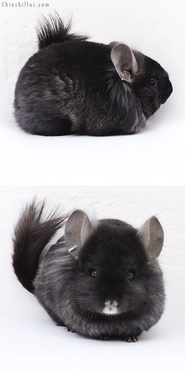 18074 Ebony  Royal Persian Angora ( Locken Carrier ) Male Chinchilla with Ear Tufts