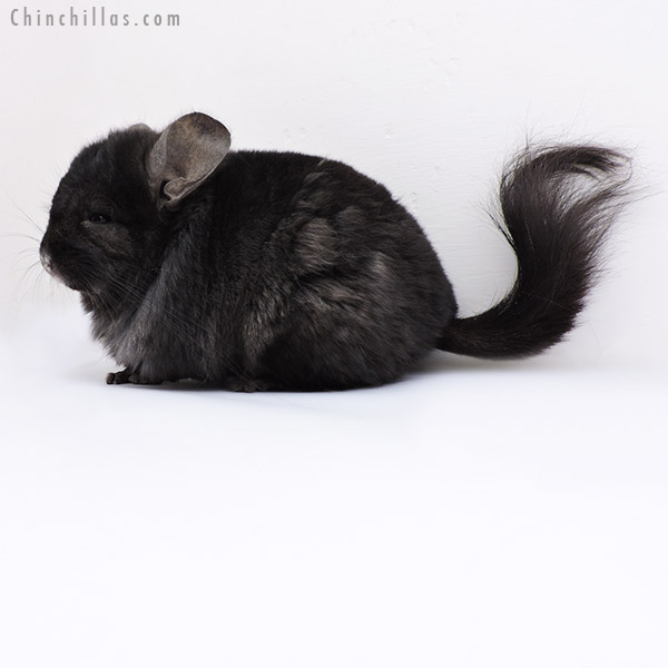 18097 Ebony  Royal Persian Angora ( Locken Carrier ) Male Chinchilla