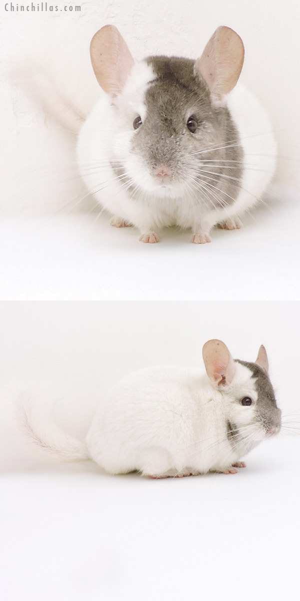 Chinchilla or related item offered for sale or export on Chinchillas.com - 18111 Show Quality Extreme Beige & White Mosaic Male Chinchilla