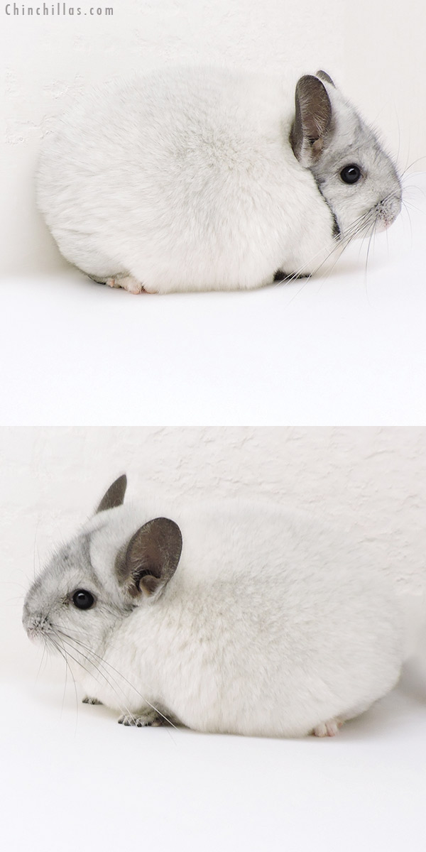 Chinchilla or related item offered for sale or export on Chinchillas.com - 18112 Blocky Premium Production Quality White Mosaic Female Chinchilla