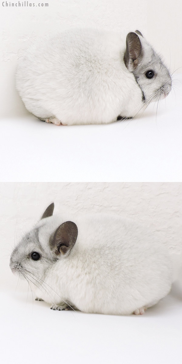 18112 Blocky Premium Production Quality White Mosaic Female Chinchilla