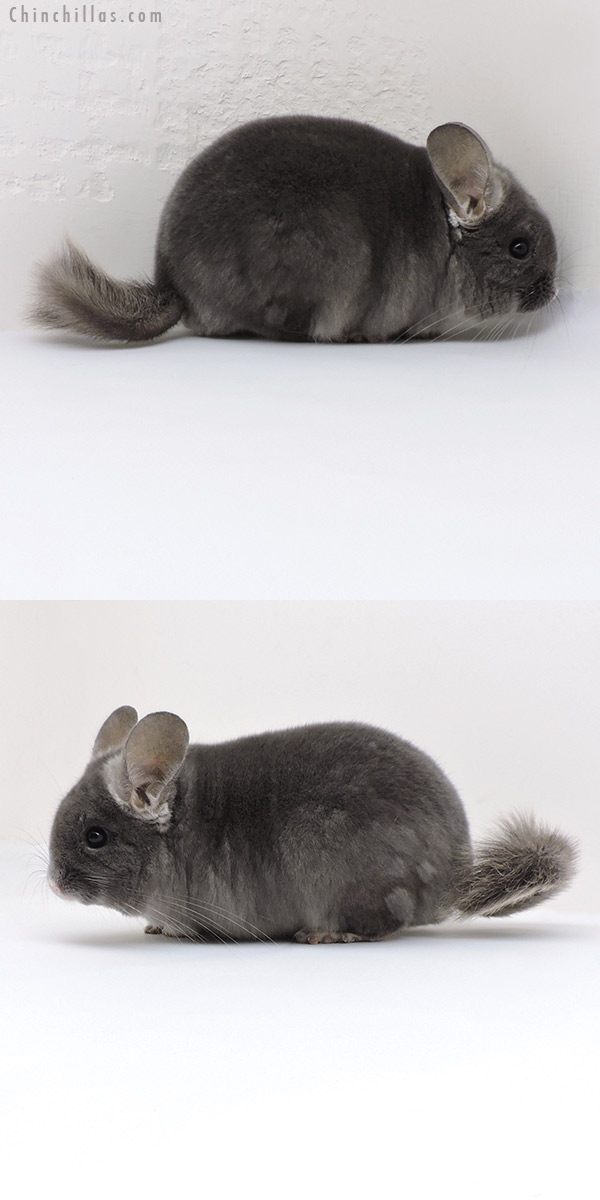 18123 Show Quality TOV Wrap Around Violet Male Chinchilla