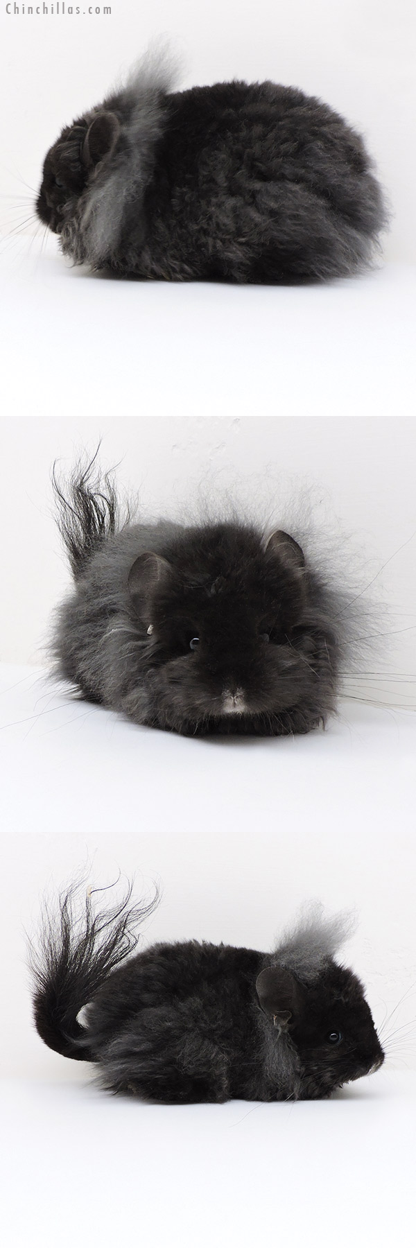 Chinchilla or related item offered for sale or export on Chinchillas.com - 18130 Exceptional G2  Royal Imperial Angora Female Chinchilla
