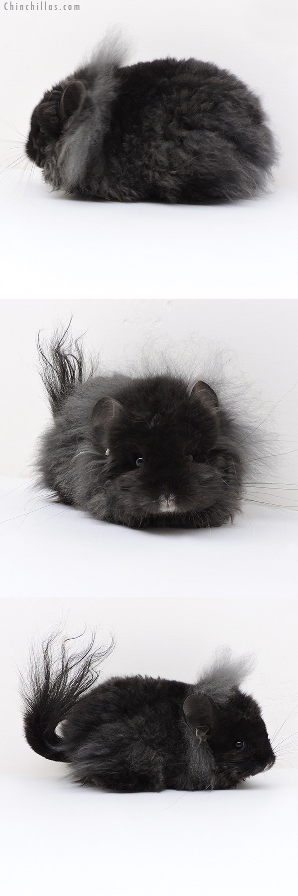 18130 Exceptional G2  Royal Imperial Angora Female Chinchilla