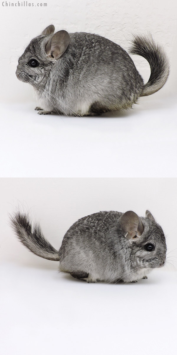 18131 Standard (  Royal Persian Angora & Locken Carrier ) Female Chinchilla