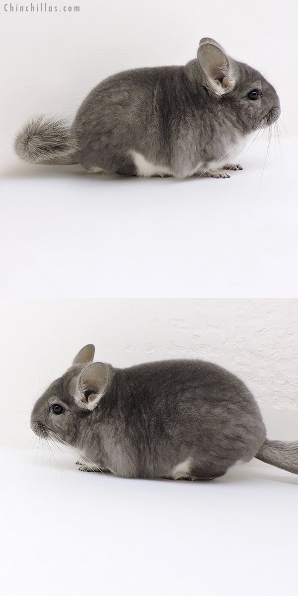 18132 Show Quality Violet Female Chinchilla