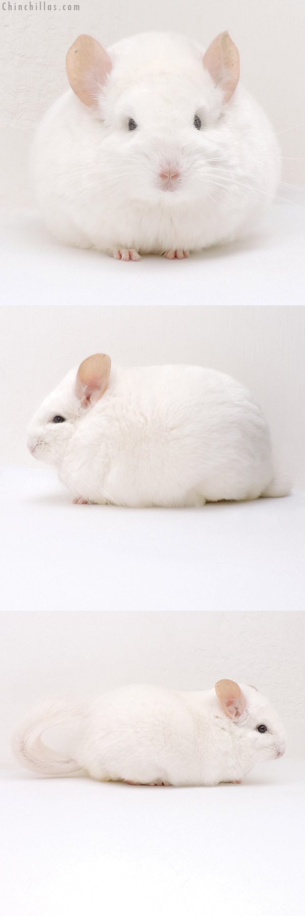 18135 Large Blocky Premium Production Quality Pink White Female Chinchilla