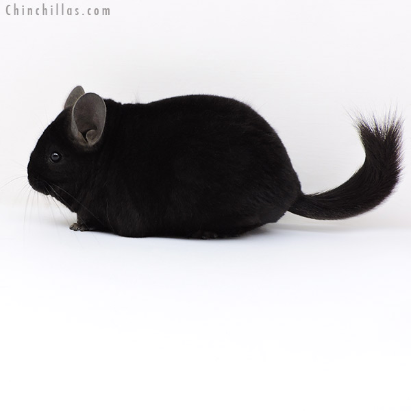 Chinchilla or related item offered for sale or export on Chinchillas.com - 18129 Large Blocky Premium Production Quality Ebony Female Chinchilla