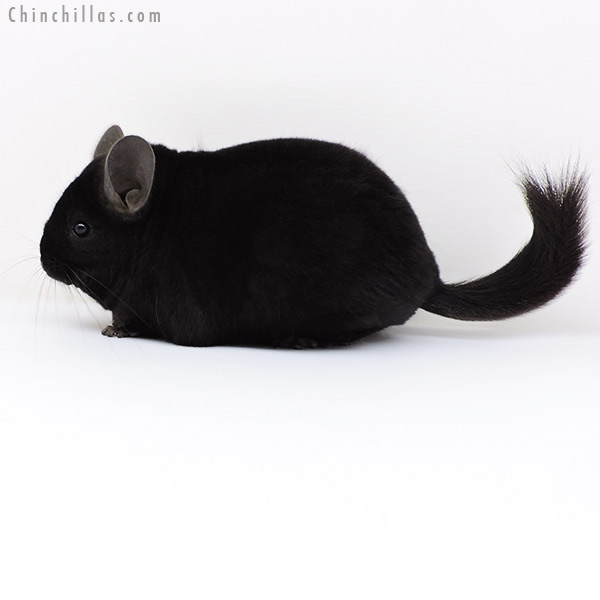 18129 Large Blocky Premium Production Quality Ebony Female Chinchilla