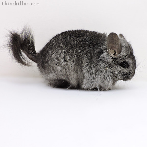 18137 Hetero Ebony  Royal Persian Angora ( Locken Carrier ) Female Chinchilla