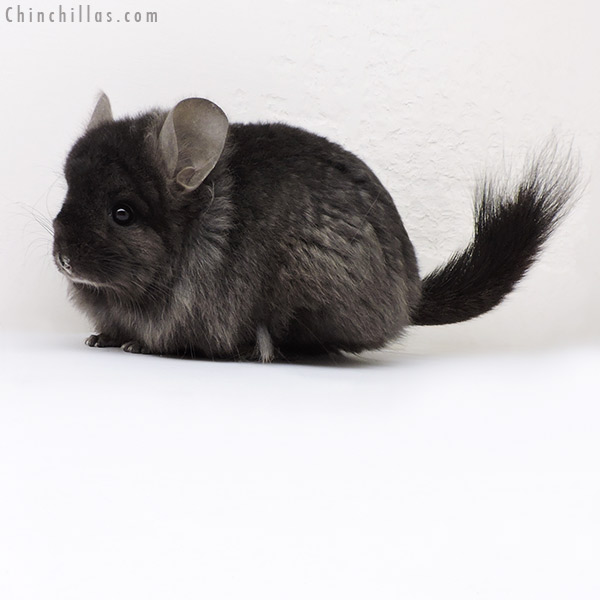 18136 Ebony  Royal Persian Angora ( Locken Carrier ) Female Chinchilla