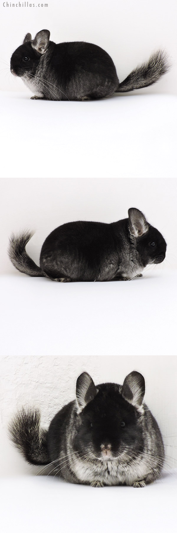 18138 Large Brevi Type Premium Production Quality Black Velvet Female Chinchilla