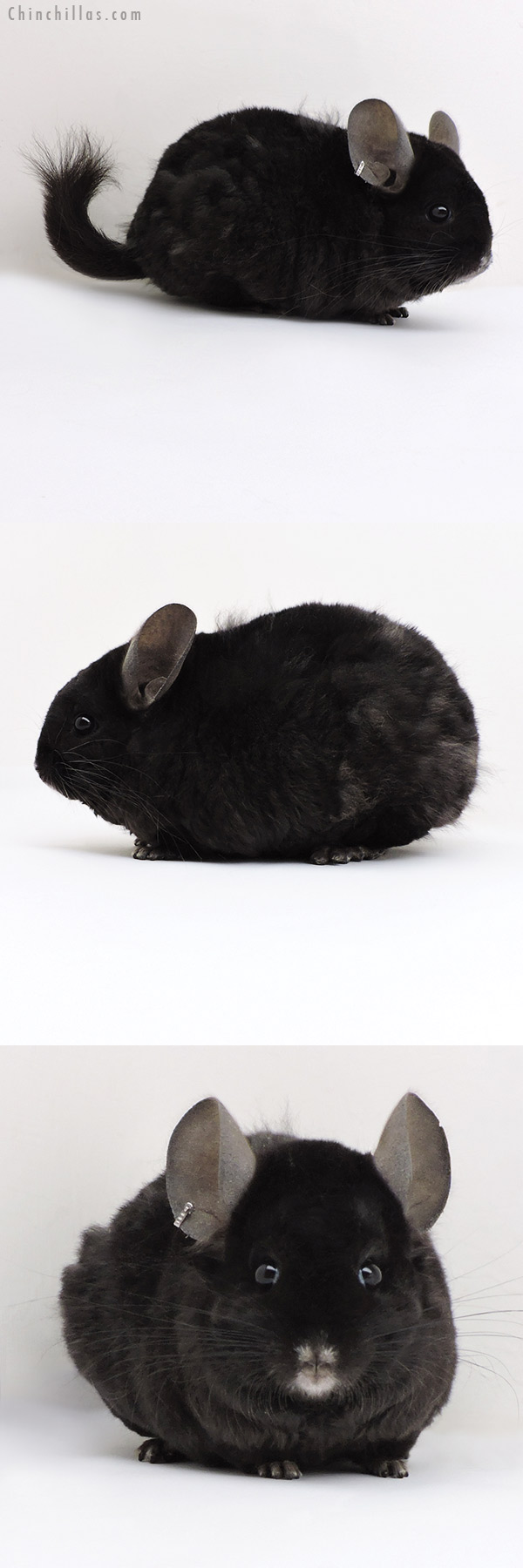 18139 Large Exceptional Ebony  Royal Persian Angora ( Locken Carrier ) Female Chinchilla