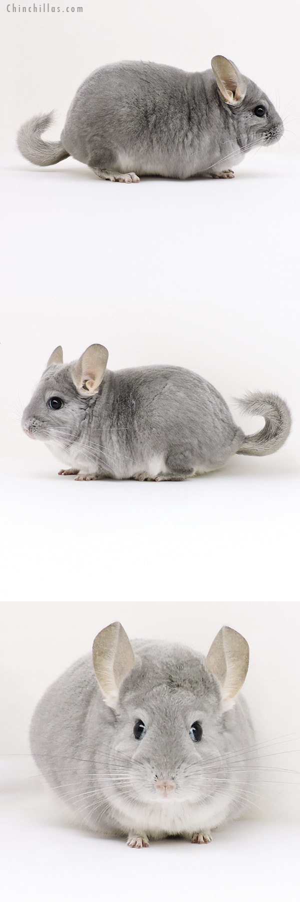 Chinchilla or related item offered for sale or export on Chinchillas.com - 18142 Large Premium Production Quality Blue Diamond Female Chinchilla