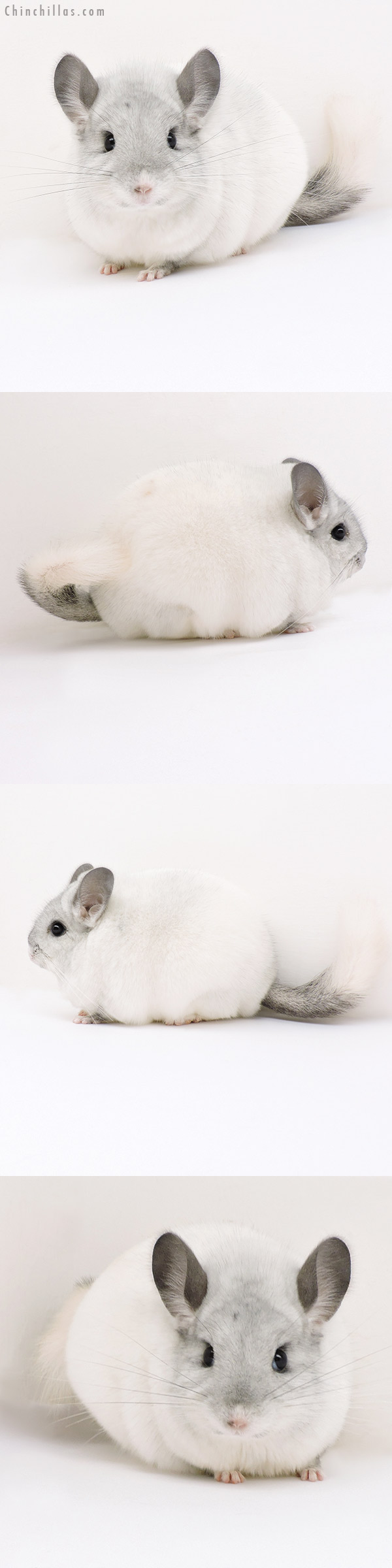 18154 Exceptional Blocky Premium Production Quality White Female Chinchilla