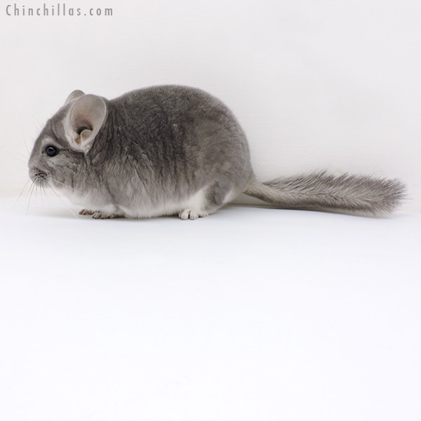 Chinchilla or related item offered for sale or export on Chinchillas.com - 18149 Large Show Quality Violet 'Fading White' Male Chinchilla