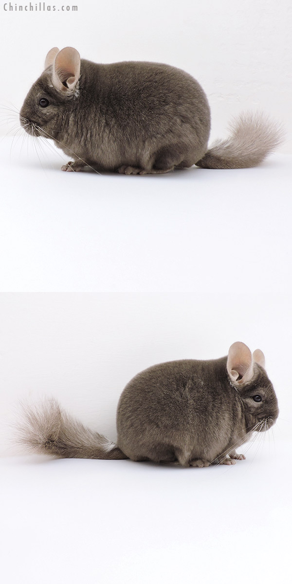 18145 Large Blocky Show Quality Tan Male Chinchilla