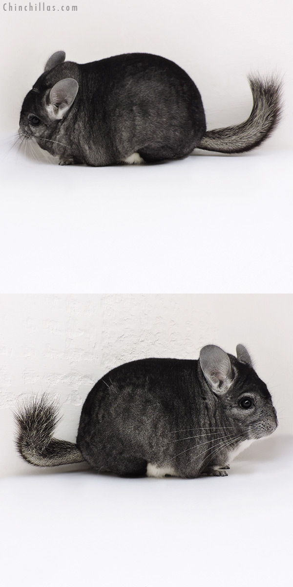 18153 Blocky Premium Production Quality Standard Female Chinchilla