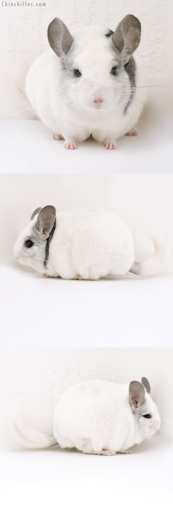 18148 Large Blocky Herd Improvement Quality Extreme White Mosaic Male Chinchilla