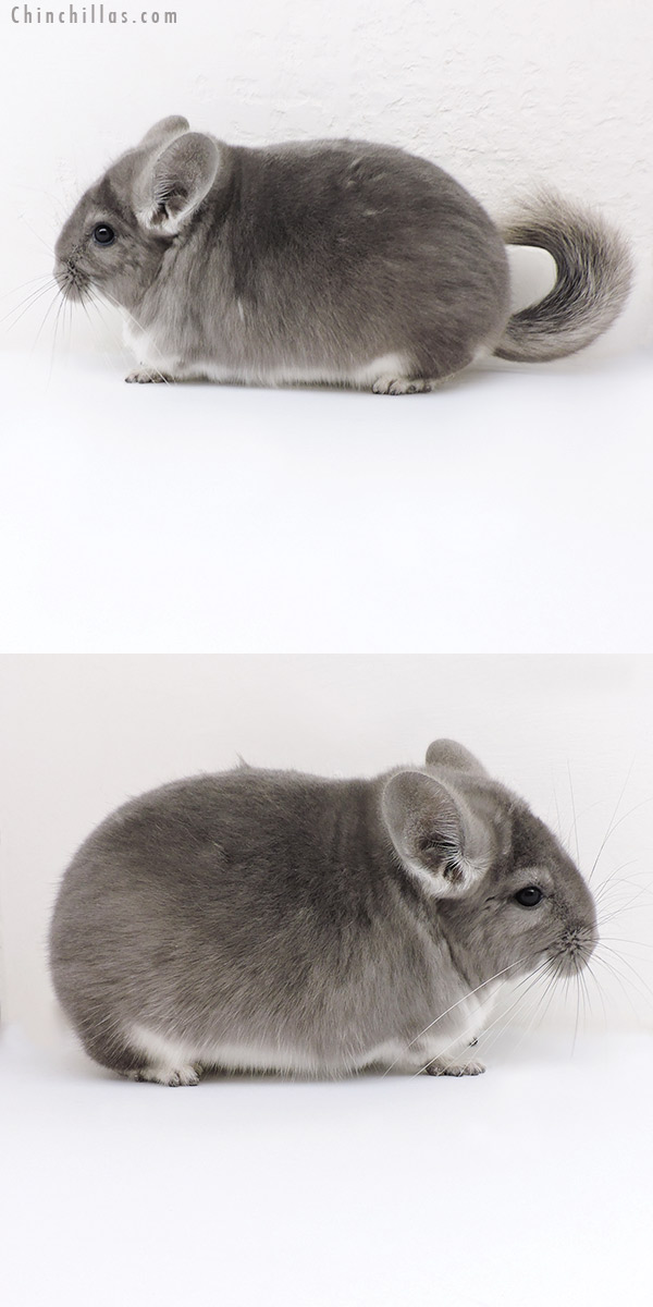 18146 Extra Large Blocky Top Show Quality Violet Male Chinchilla