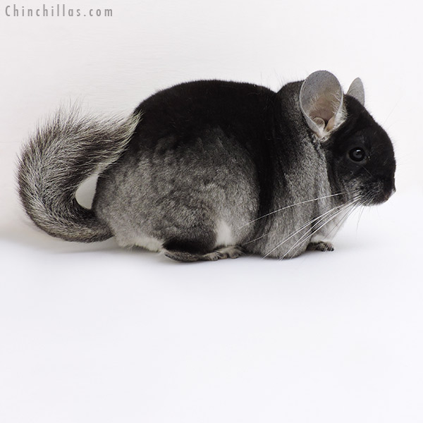 18150 Show Quality Black Velvet ( Violet Carrier ) Male Chinchilla