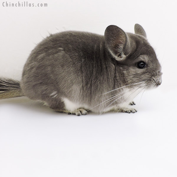 18158 Show Quality Violet Female Chinchilla