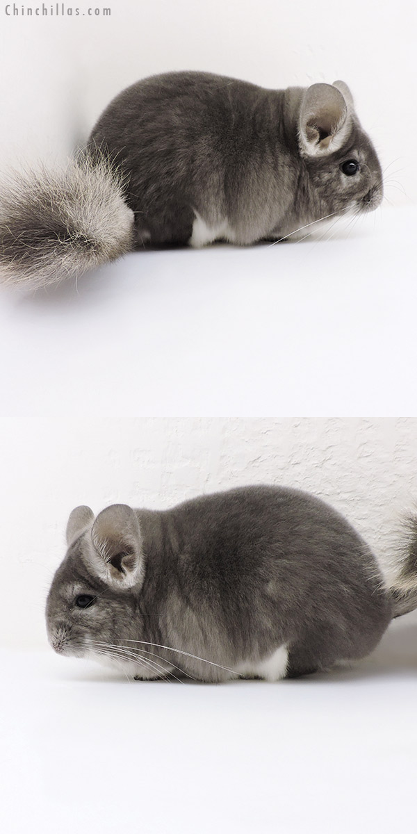 18157 Blocky Premium Production Quality Violet Female Chinchilla