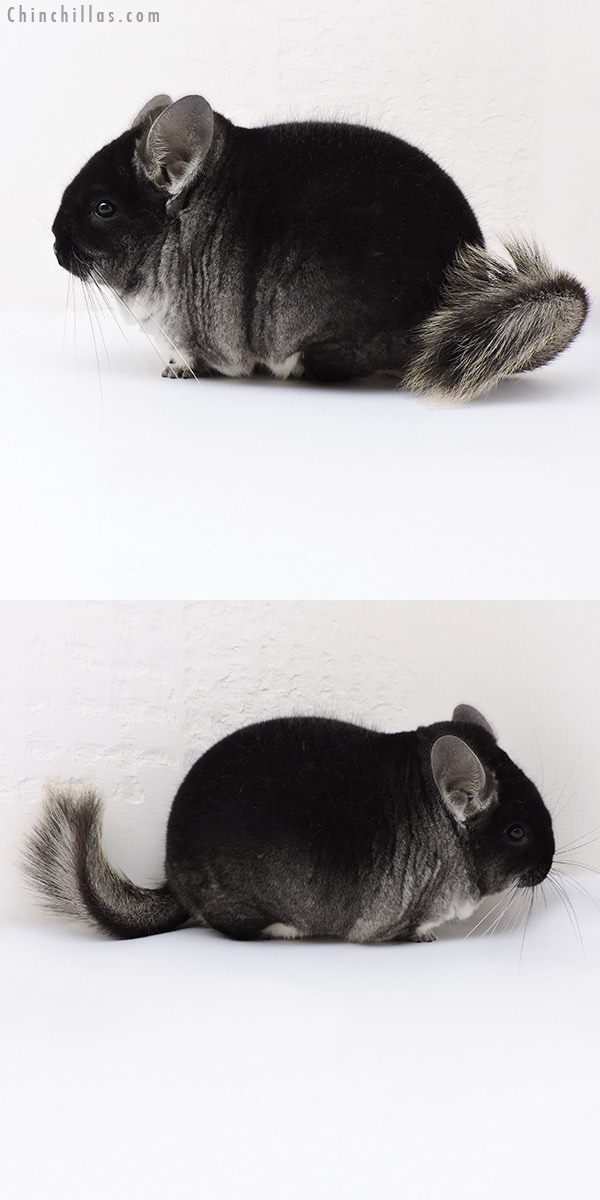 18156 Large Blocky Premium Production Quality Black Velvet Female Chinchilla