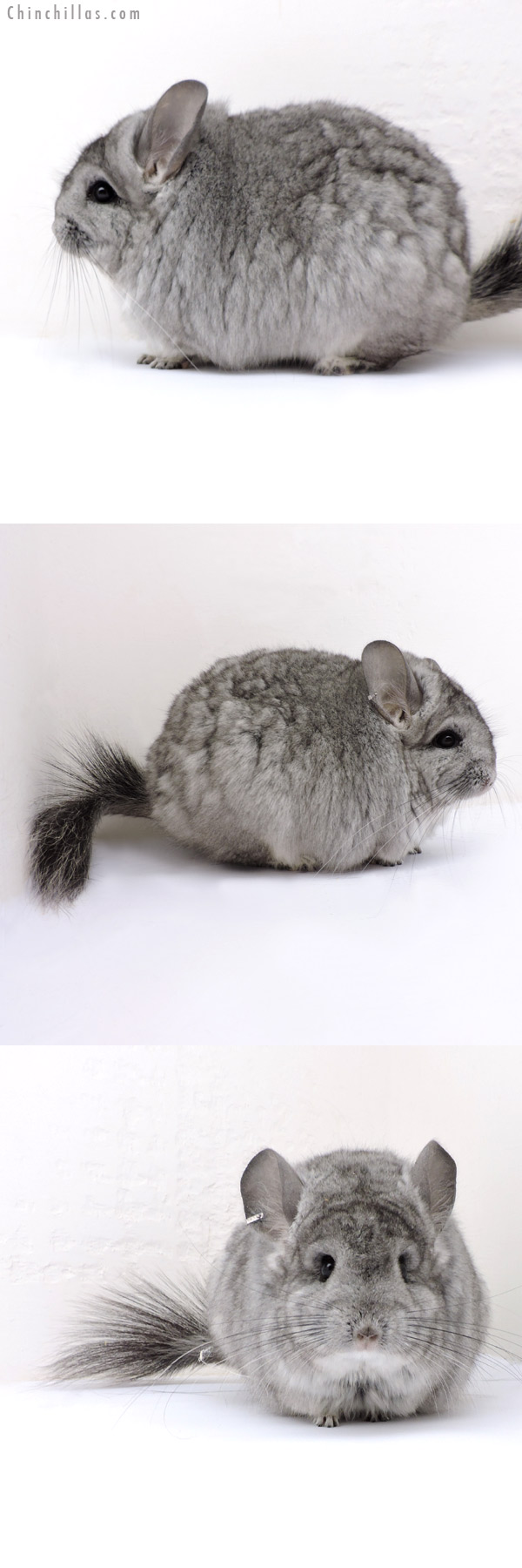 18162 Exceptional Blocky Standard  Royal Persian Angora Female Chinchilla