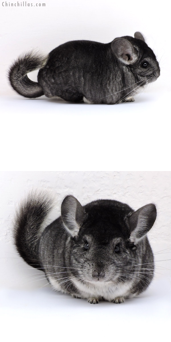 18160 Large Blocky Herd Improvement Quality Standard Male Chinchilla