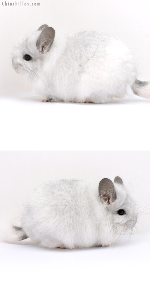 18161 Exceptional White Mosaic  Royal Persian Angora Female Chinchilla