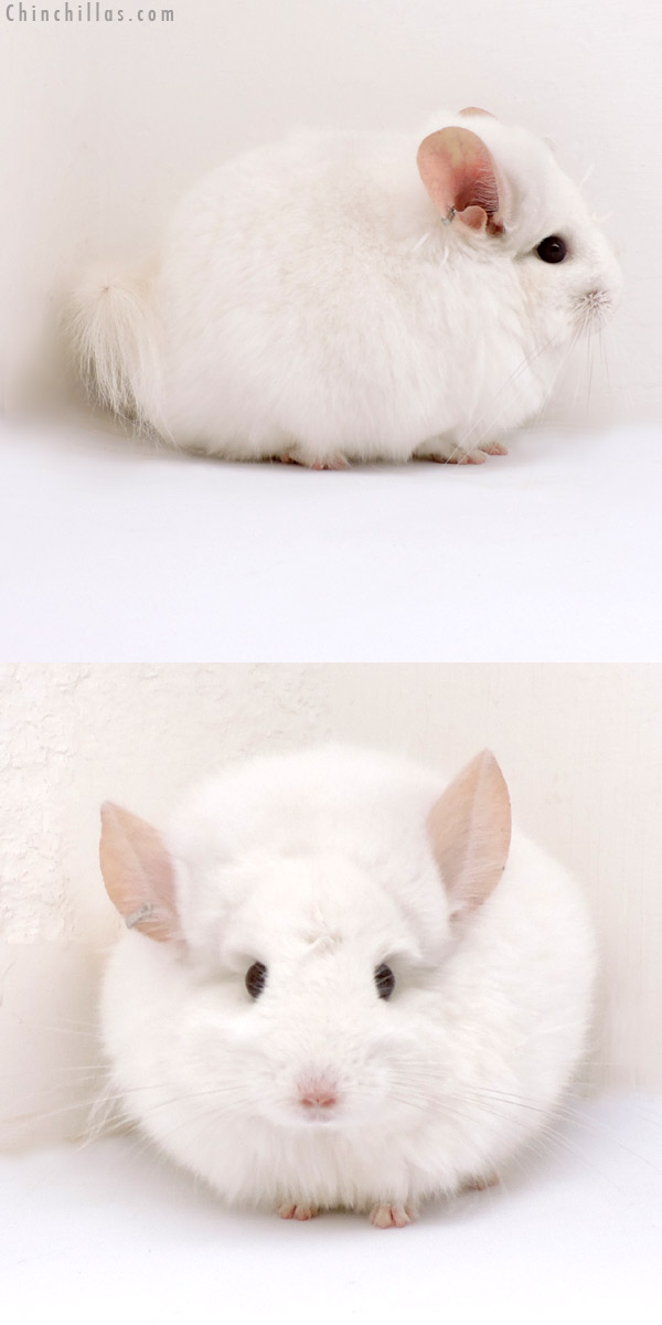 18166 Exceptional Pink White  Royal Persian Angora Male Chinchilla