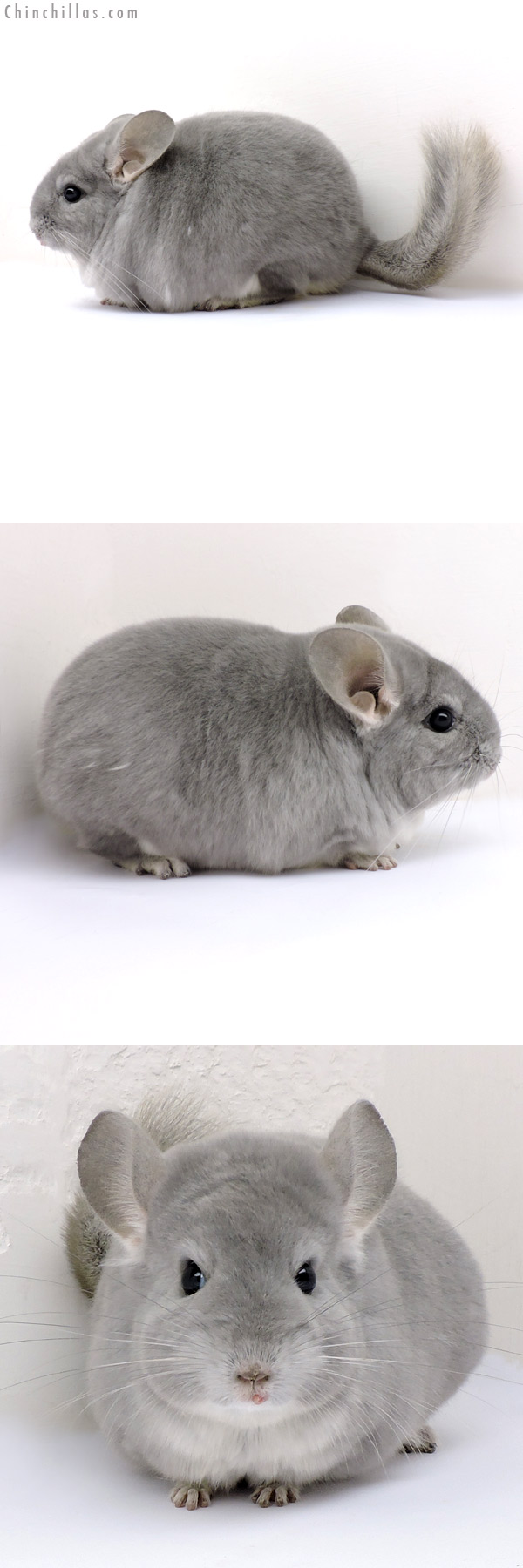 18168 Large Blocky Premium Production Quality Blue Diamond Female Chinchilla