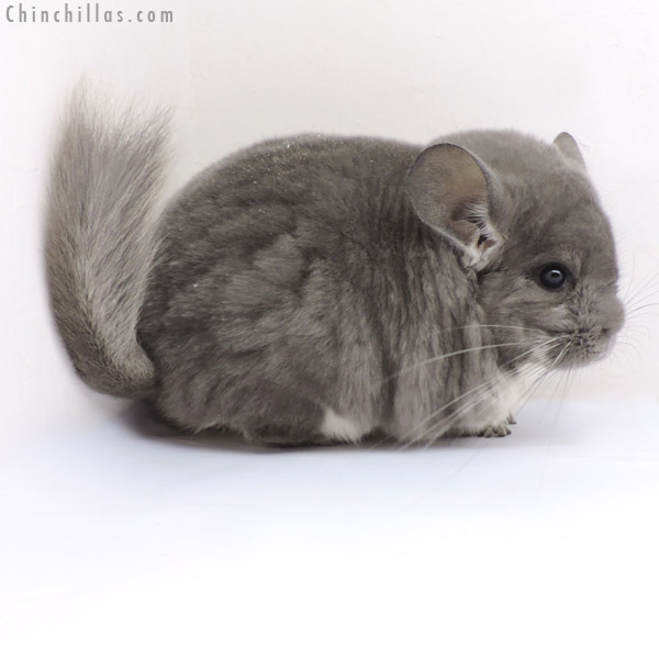 18163 Large Blocky Show Quality Violet Female Chinchilla