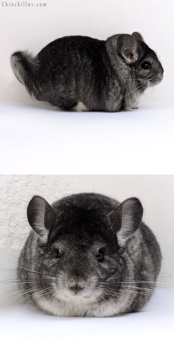 18165 Large Blocky Premium Production Quality Standard Female Chinchilla