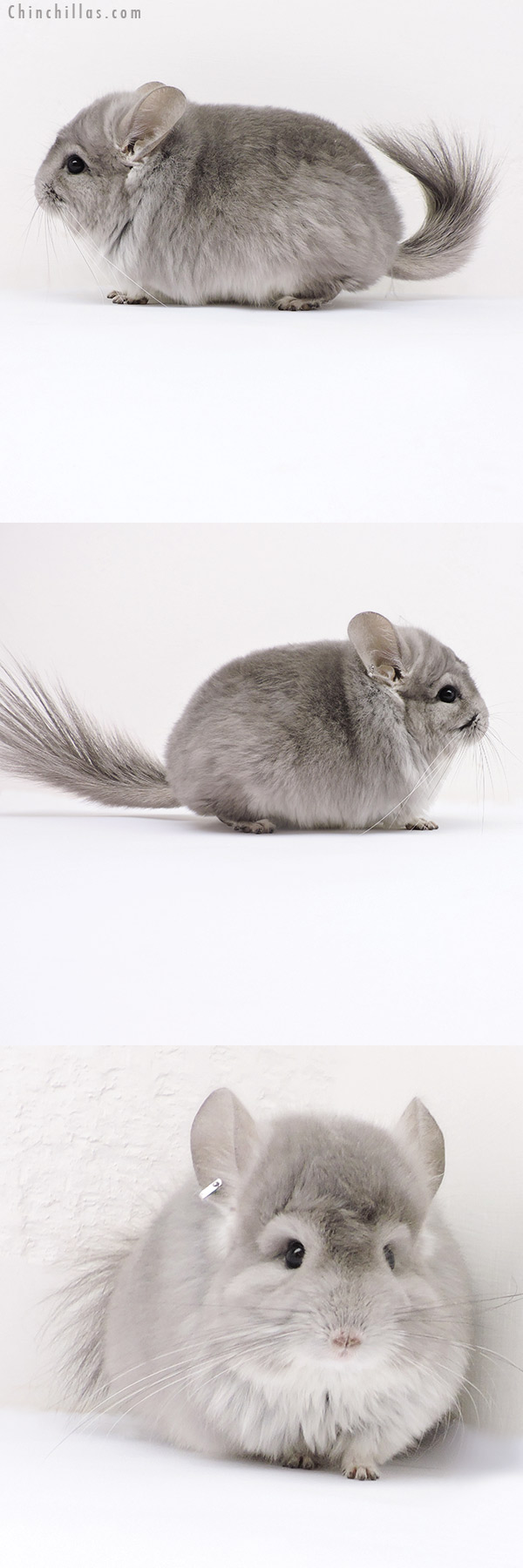 18167 Violet  Royal Persian Angora Male Chinchilla