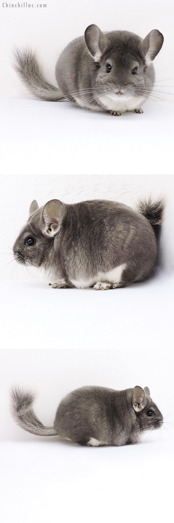 18164 Large Premium Production Quality Violet Female Chinchilla